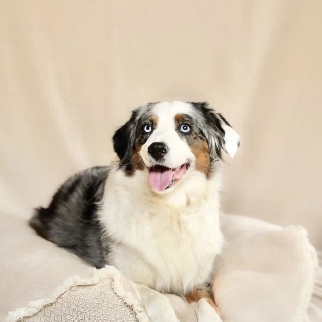 Sky, de mascotte van Luns Farm